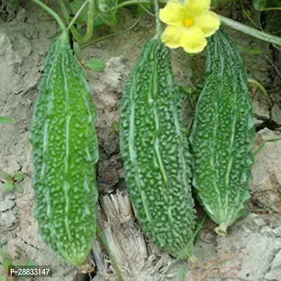 Baishnab Bittergourd seed 100 per packet Organic F1 Hybrid Seeds Bitter Gourd100PIECE