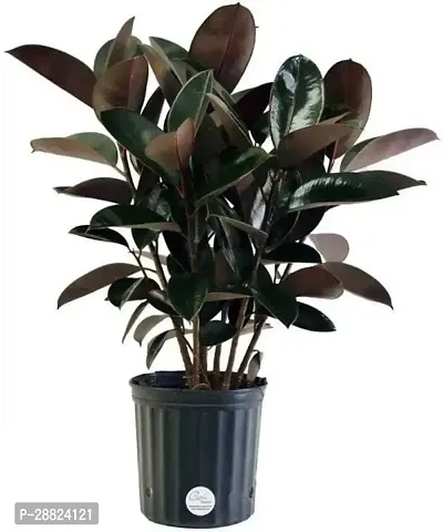 Baishnab  RRO01 Rubber Tree