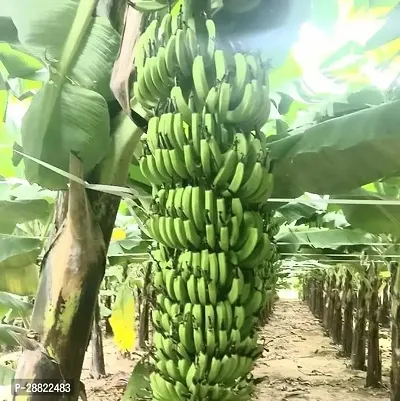 Baishnab  Virupakashi Banana PlantCFA40 Banana P