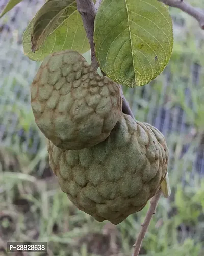 Baishnab  Custard Apple Live Plant Disha200661 C-thumb0