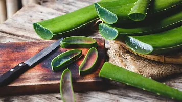 Baishnab Aloe Vera Plant Aloevera Plant-thumb2