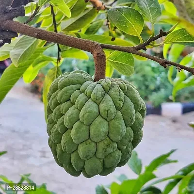 Baishnab  Custard Apple Live Plant Disha309025113-thumb0