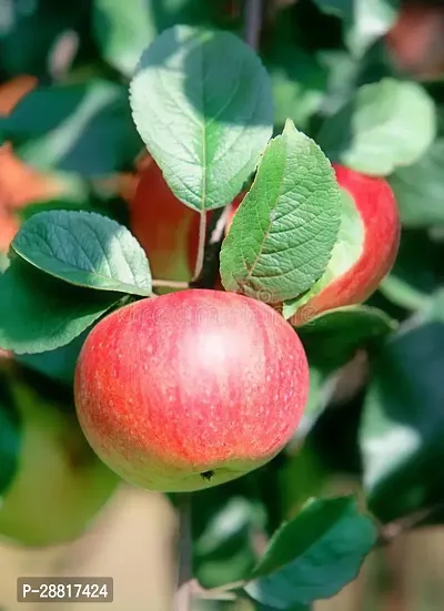 Baishnab  Apple Ber Plant ll ZZ Plant