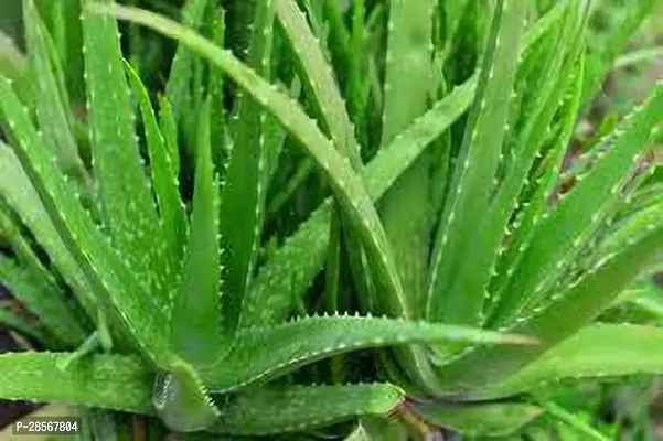 Baishnab Aloe Vera Plant Fresh Plant-thumb0