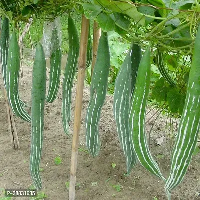 Baishnab ishika Snake Gourd Seed  20 per packethjChachinda Seeds20PIECE