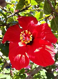 Baishnab Hibiscus Plant red hibiscus7-thumb1