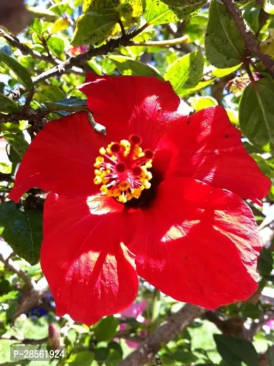 Baishnab Hibiscus Plant red hibiscus7-thumb2