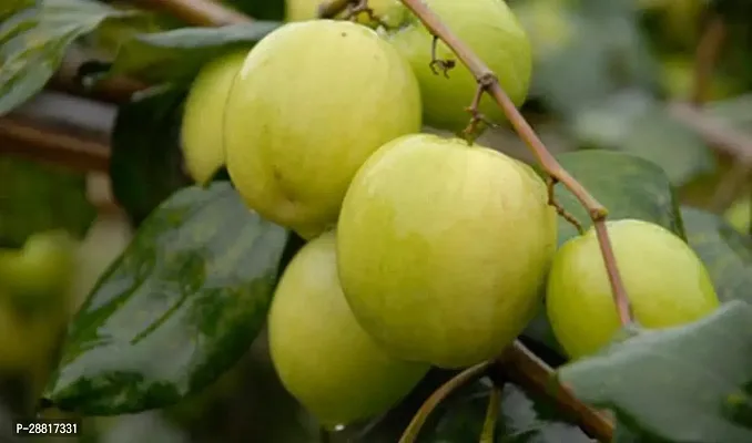 Baishnab  Ber  Kul Ber Apple Plant