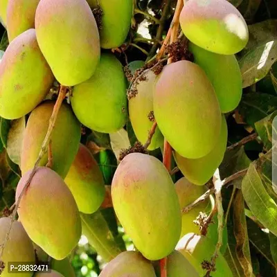 Baishnab  Himsagar and Kishan Bhog Mangoes Mango Pl