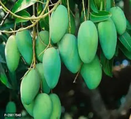 Baishnab  Mango PlantS1 Mango Plant