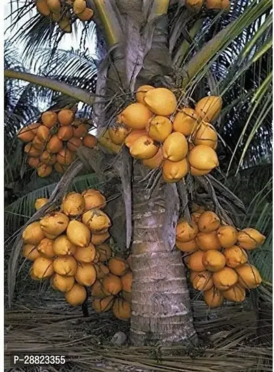 Baishnab  CoconutModel nameGolden Malayplant Coc