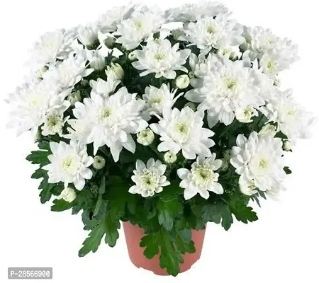 Baishnab Chrysanthemums Guldavari Plant White Chrysanthemum plant-thumb0