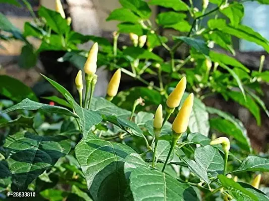 Baishnab Earth Seeds P221Chilli Seeds 12100PIECE