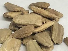 Baishnab SA 7Lauki Bottle Gourd Seed  100 per packet100PIECE-thumb2