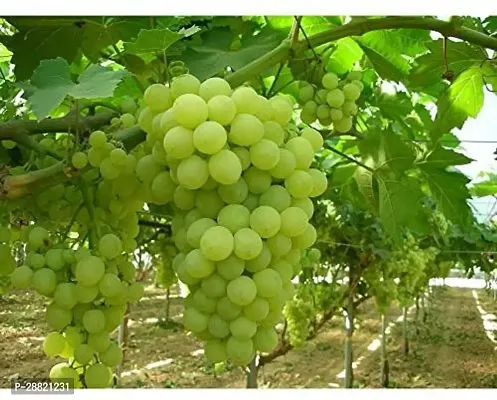 Baishnab  Graps plantThompson seedless Grape Plan