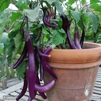 Baishnab Brinjal seed pp 50psBRINJAL50PIECE