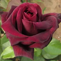 Baishnab Rose Plant Rose Plant (Black Red)-thumb2