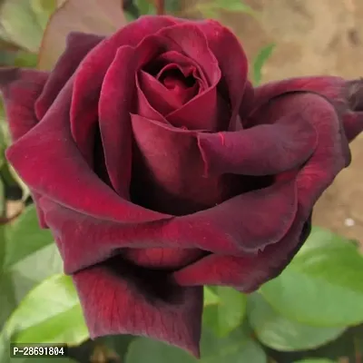 Baishnab Rose Plant Rose Plant (Black Red)-thumb3