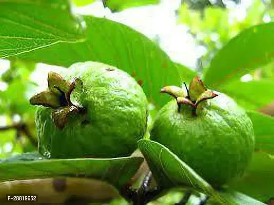 Baishnab  UGU01 Guava Plant-thumb0