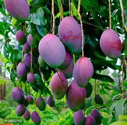 Baishnab  Mango PlantCFA335 Mango Plant-thumb0