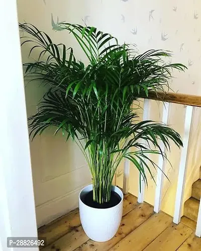 Baishnab  g01 Areca Palm-thumb0