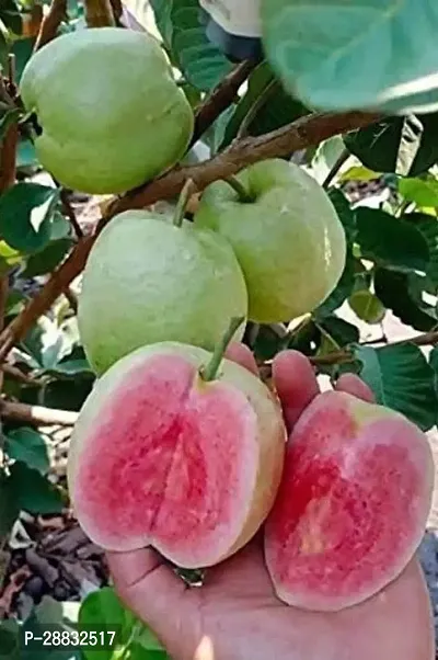 Baishnab  Red Guava Fruit Plant G4 Guava Plant-thumb0