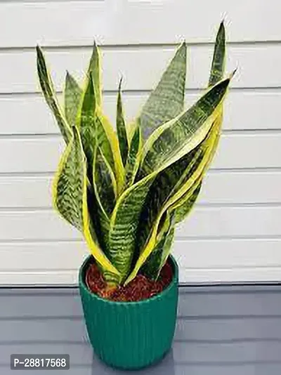 Baishnab  Snake plant 15 Snake Plant