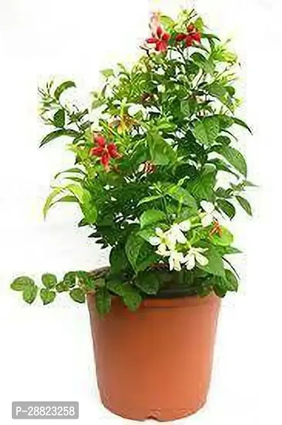 Baishnab  Rangoon Creeper flower plant CFO380 Ma-thumb0