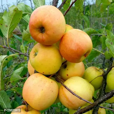 Baishnab  Apple Golden Delicious Hybrid Grafted Liv