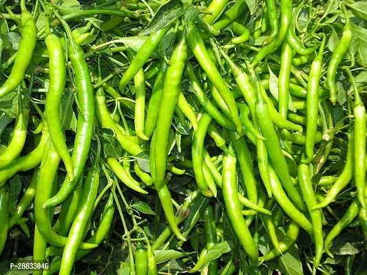 Baishnab CHILLI SEEDS 200 per packet  rbC46   BEST SELLER FARMER CHOICE PREMIUM 100 percent GERMINATION 200 SEEDS OF F1 HYBRID  CHILLIMIRCHI OR MIRCH.200PIECE-thumb0