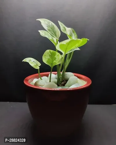 Baishnab  Money Plant CF00232 Money Plant-thumb0