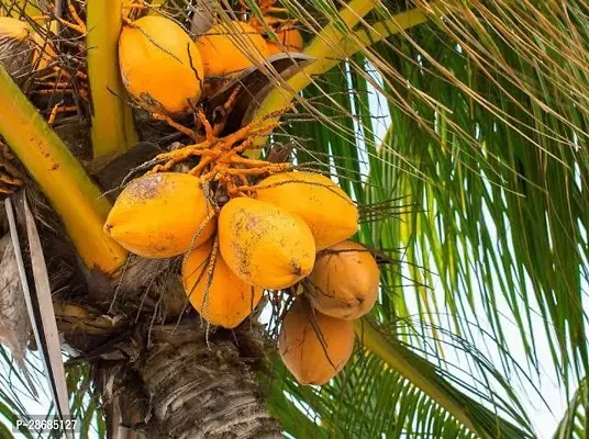 Baishnab Coconut Plant COCONUT WATER PLANT 07-thumb2