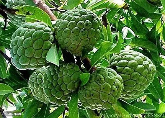 Baishnab Custard Apple Plant Sarifa fruit Plant 007-thumb0