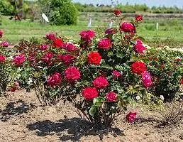 Baishnab Rose Plant ROSE PLANT Z4-thumb1