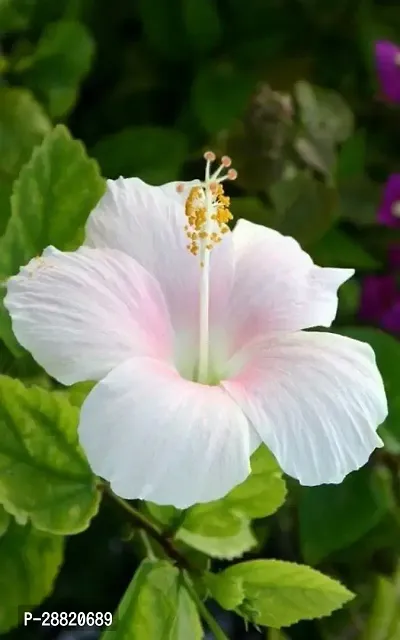 Baishnab  hiff01 Hibiscus Plant-thumb0