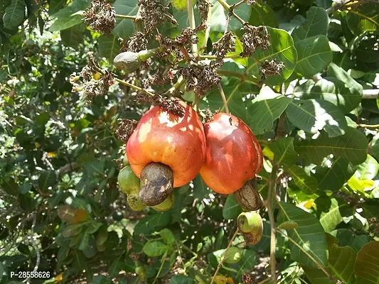 Baishnab Cashew Apple Plant cashew84-thumb0