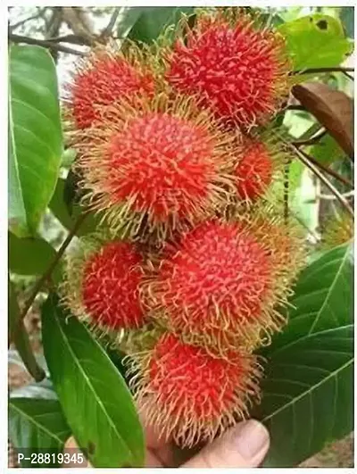 Baishnab  RAMBUTAN FRUIT PLANT LIVE ZZ Plant-thumb0