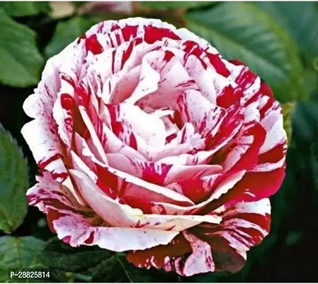 Baishnab  B 313 Rose Plant