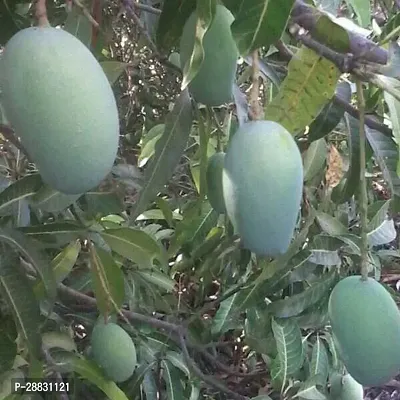 Baishnab  Mango10 Mango Plant