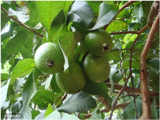 Baishnab Guava Plant Saraswati Gardens Hybrid Rare Delicious Guava Psidium guajava Apple Guava Fruit Plant (1 Healthy Live Plant)