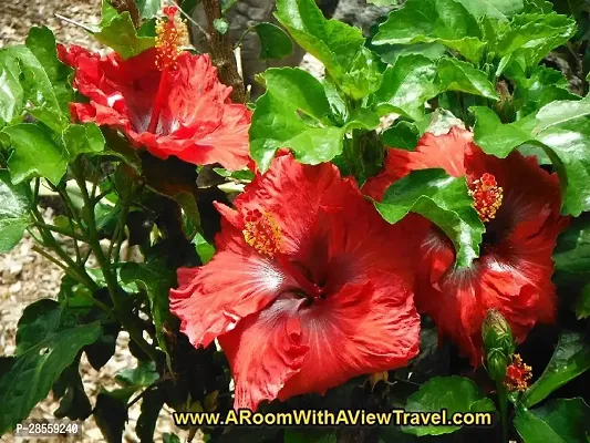 Baishnab Hibiscus Plant red hibiscus6-thumb3