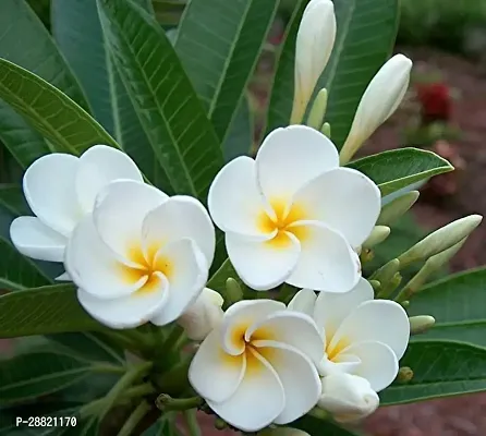 Baishnab  White Champa  Plumeria Beautiful Flower-thumb0