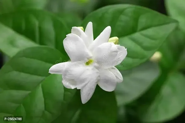 Baishnab  jt321 Jasmine Plant