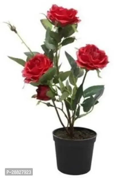 Baishnab  rose red decorative live plant Rose Plant