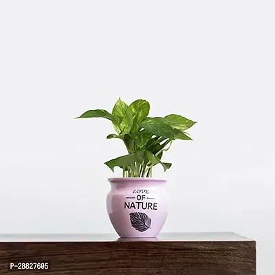 Baishnab  Money Plant in Pink Printed Handi Pot Mon-thumb0