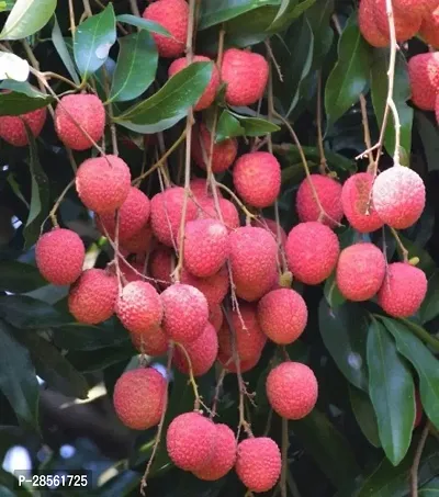 Baishnab Litchi Plant Grafted Sweet Tasty Hybrid Litchi Plant. X89-thumb0