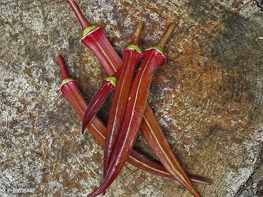 Baishnab Seed 500per packet XF318500 Red Okra 3042500PIECE