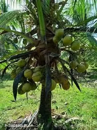 Baishnab  Macapuno Coconut Tree Coconut Plant-thumb0