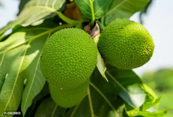 Baishnab  Bread Fruit Plant BF17 Breadfruit Plant-thumb0