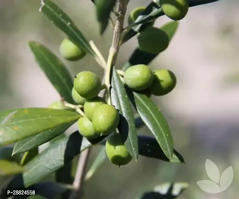 Baishnab  Indian OliveJalpai Live Plant CF043 ZZ